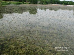 Eurasian watermilfoil bed in a lake.