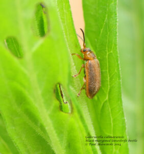 Galerucella beetle on a leaf.