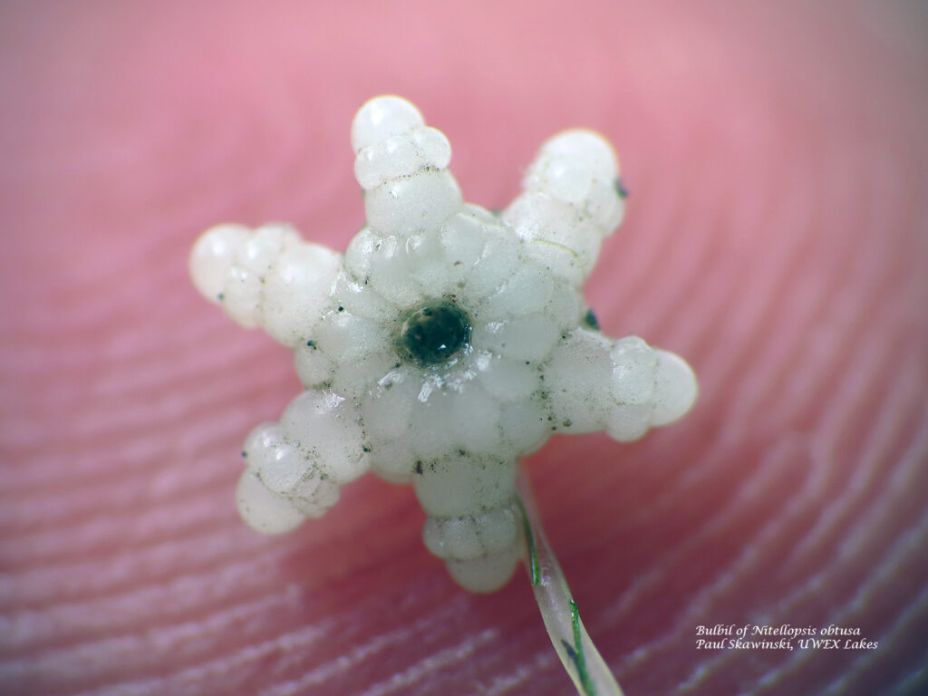 Starry stonewort bulbil on fingertip