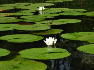 Nymphea odorata, a type of water lily in a lake.