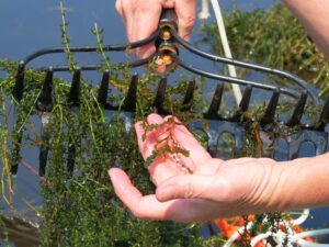 A rake with various aquatic plants.