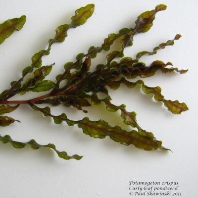 Curly leaf pondweed
