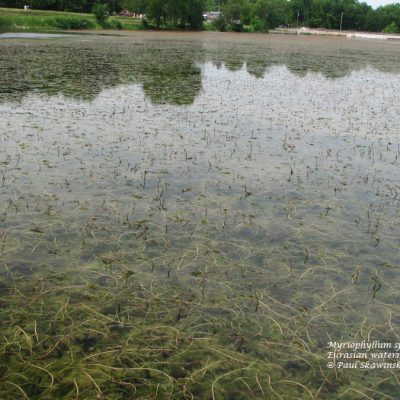 Eurasian watermilfoil bed in a lake.