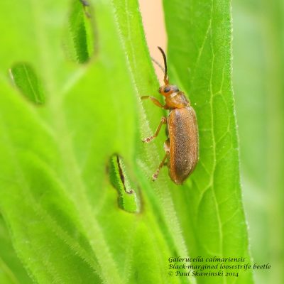 Galerucella beetle on a leaf.