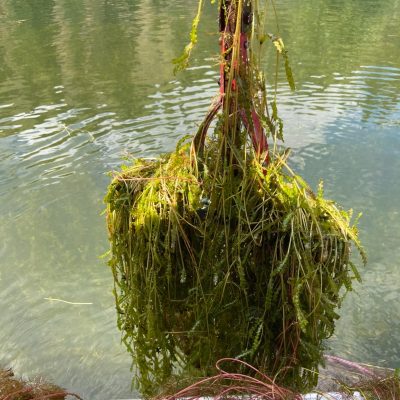 Aquatic weeds pulled up over the water.