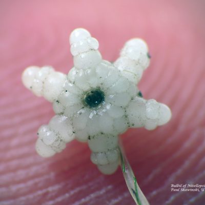 Nitellopsis bulbil - Paul Skawinski