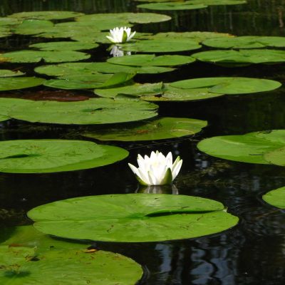 Nymphea odorata, a type of water lily in a lake.