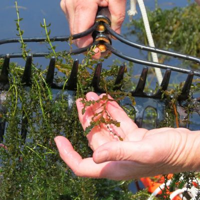 A rake with various aquatic plants.